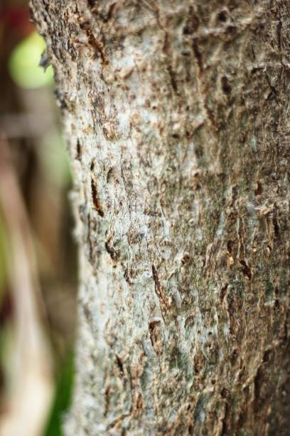 istock wood texture from a frangipani tree trunk. close up. wooden pattern. 1412593405