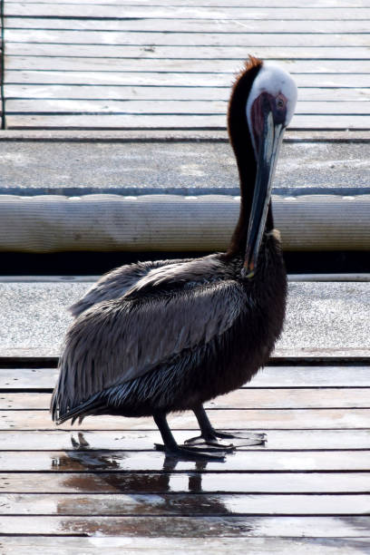 istock Pelican Sitting on a Wooden Dock 1412596129