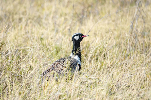 Northern black korhaan (Afrotis afraoides) in Etosha National Park, Namibia