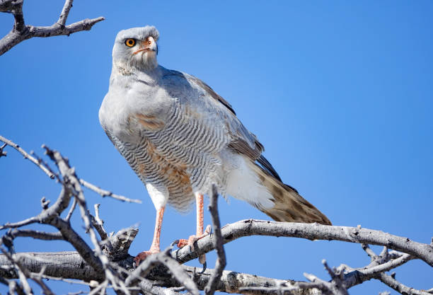 Pale Chanting Goshawk (Melierax canorus) in Etosha National Park, Namibia