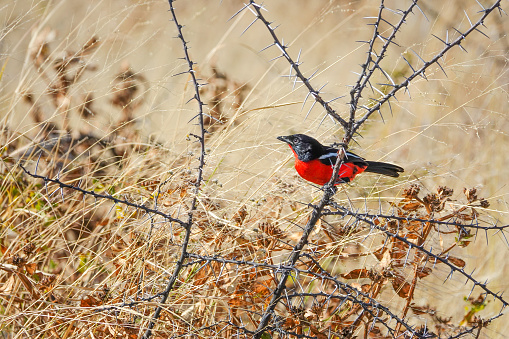 Red-winged black bird sits on top of bush in the wetlands.