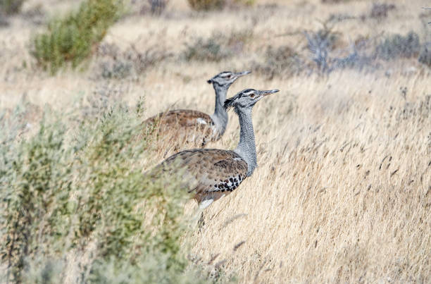 The kori bustard (Ardeotis kori) is the largest flying bird native to Africa. It is a member of the bustard family.