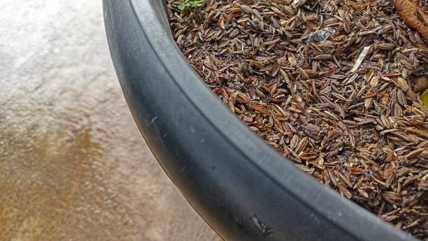 istock sekam padi in pot. fertilizer from leftover rice bran. 1412596560