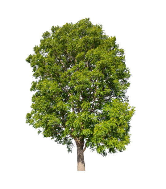 istock Trees that are isolated on a white background 1412597240