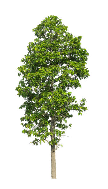 istock Trees that are isolated on a white background 1412597245