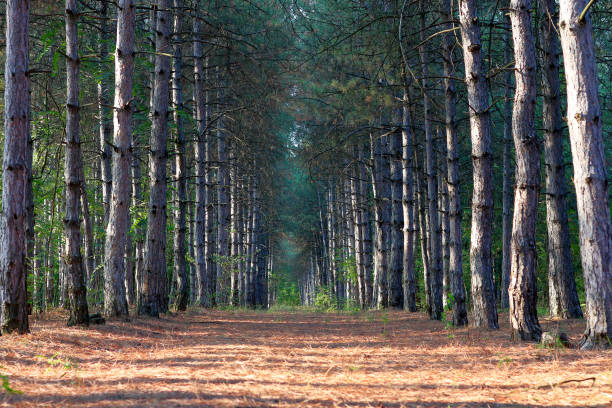 istock Path at the pine forest at the evening 1412597255
