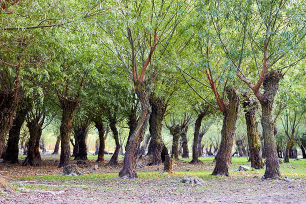 istock Old willows near water. Willows trunks in the swamp 1412597341