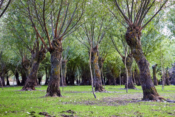 istock Old willows near water. Willows trunks in the swamp 1412597414