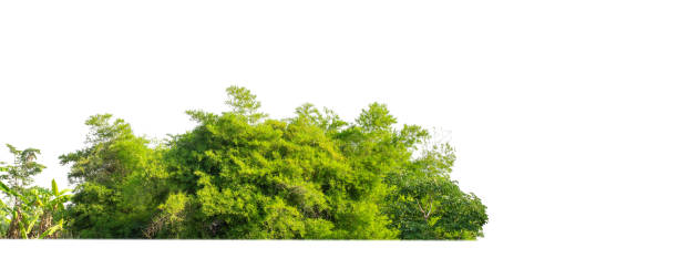 Green Trees isolated on white background. stock photo