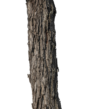 Closeup of tree trunk