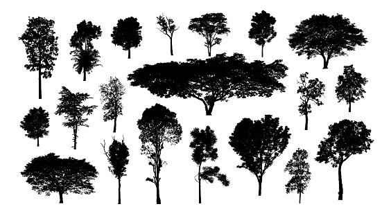 Set of trees silhouette for brush on white background