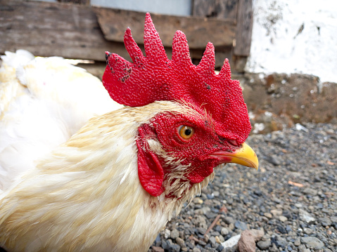 Close-up portrait of a Delaware chicken