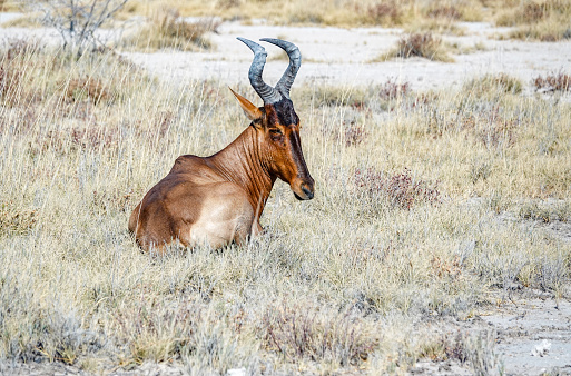 Hartebeest at Etosha National Park in Kunene Region, Namibia