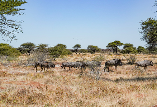 Wildebeest at Etosha National Park in Kunene Region, Namibia