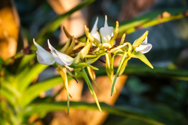 istock Orchid flower, rare species 1412598984