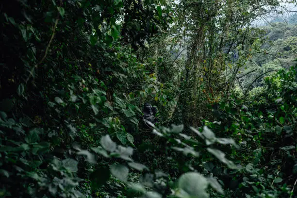 Photo of Portrait of a mountain gorilla. Bukavu in the DRC