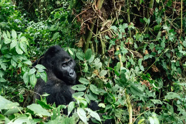 Photo of Portrait of a mountain gorilla. Bukavu in the DRC