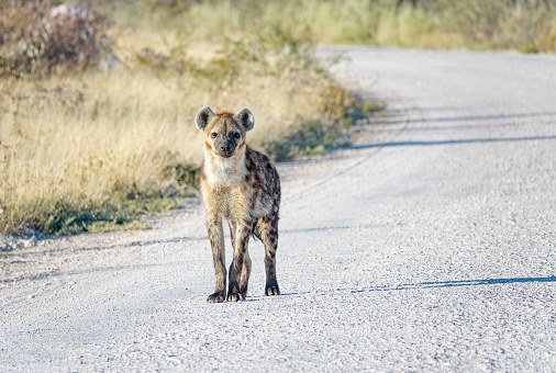Spotted Hyena near Namutoni in Etosha National Park at Kunene Region, Namibia