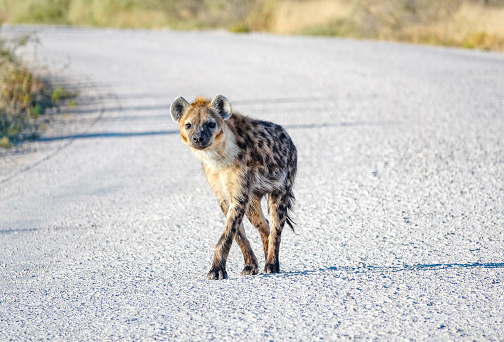 Spotted Hyena near Namutoni in Etosha National Park at Kunene Region, Namibia