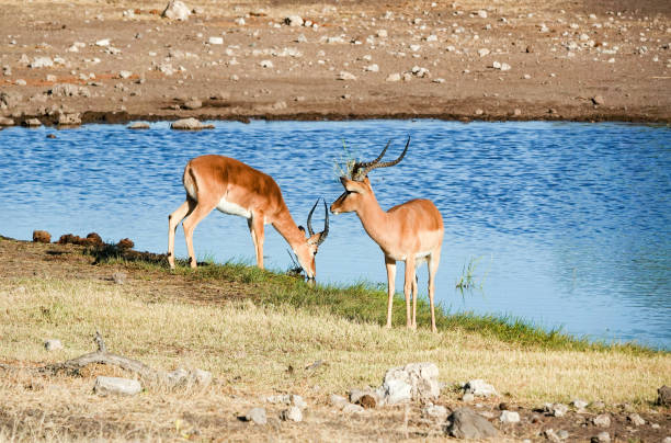 schwarzgesichts-impala im etosha-nationalpark in der kunene-region, namibia - impala stock-fotos und bilder