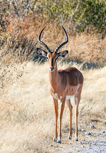 Black-faced Impala at Etosha National Park in Kunene Region, Namibia