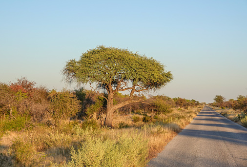 Empty Road at Etosha National Park in Kunene Region, Namibia