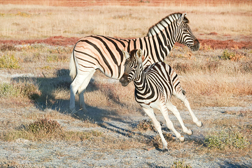 Close up with a Zebra foal at Rietvlei nature reserve near Pretoria South Africa