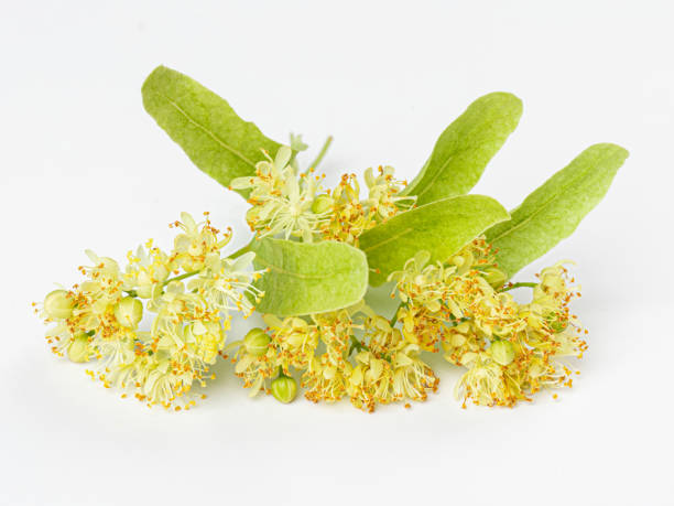 istock Linden flowers with leaves isolated on a white background. Limetree. 1412602677