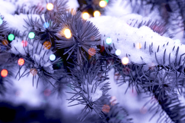 istock Christmas card, spruce branch in snow, blurred light effect 1412603148