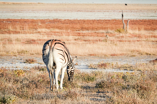 Plains Zebra at Etosha Salt Pan in Etosha National Park in Kunene Region, Namibia