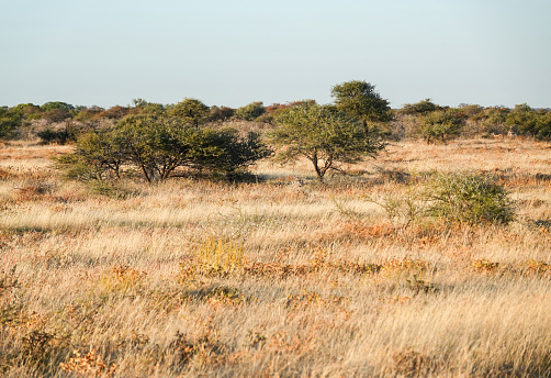 Savannah at Etosha National Park in Kunene Region, Namibia