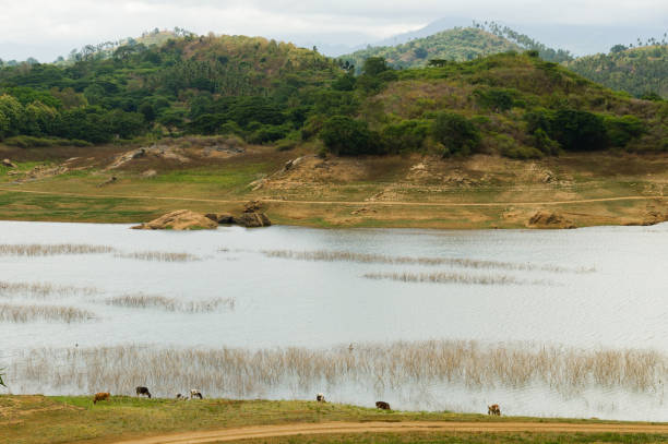 istock Several cows on pasture by a tropical lake 1412604058