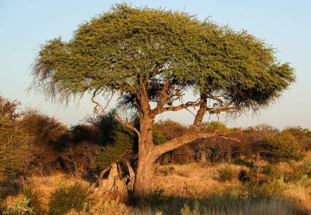Single Tree at Etosha National Park in Kunene Region, Namibia