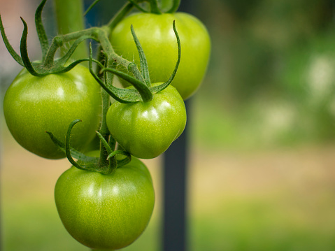 Green and unripe tomatoes growing in an organic greenhouse farm on a local farming field in Poland. Cultivation fresh vegetables in small farming business in Eastern Europe