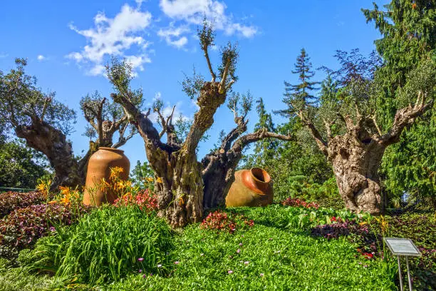 Photo of Madeira island town garden in Funchal