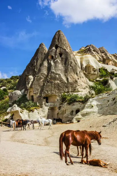 Horses animals in Cappadocia rock mountain landscape, Turkey, Goreme national park
