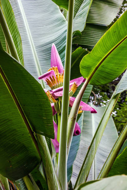 istock Pink flowers on banana green tree 1412604444