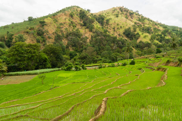 istock Terraced paddyfields in a rural tropical landscape 1412604498