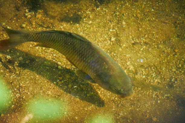 istock carp, fish in clear water close up top view 1412605467