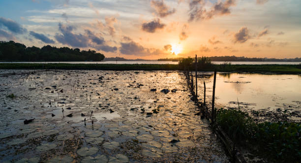 istock Sunset over a tropical lake with lotus flowers 1412605524
