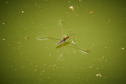 Water strider on surface of water. Pond insects.