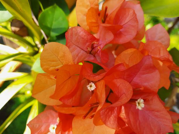istock Bougainvillea Glabra 1412605733