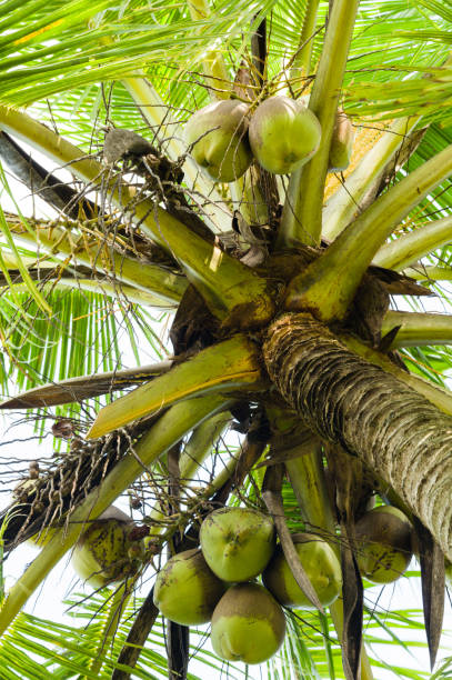 istock Coconut tree crown with a bunch of new coconuts 1412605757