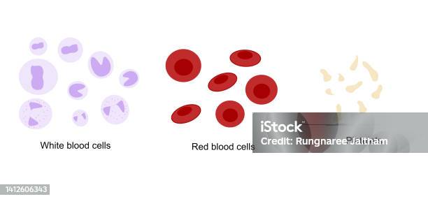 Globules Rouges Cellules Cibles La Classification Des Types De Cellules Sanguines Dans Le Vaisseau ...