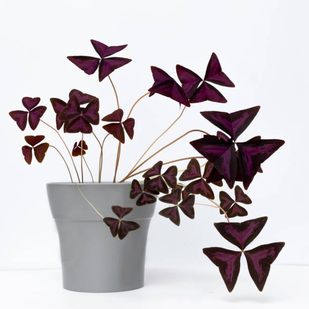 Oxalis triangularis in a pot on a white background. Indoor plant Oxalis triangularis in a pot on a white background. Indoor plant. oxalis triangularis stock pictures, royalty-free photos & images