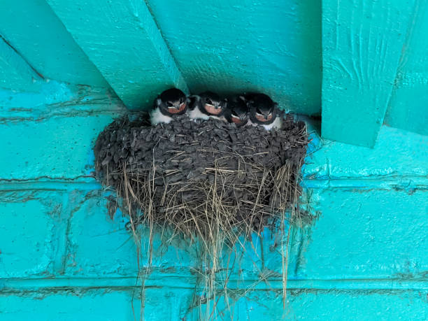 istock Young swallows are waiting for their parents to feed 1412607013