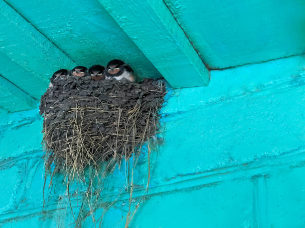 istock Young swallow awaits feeding from parents in the nest. Copy space 1412607017
