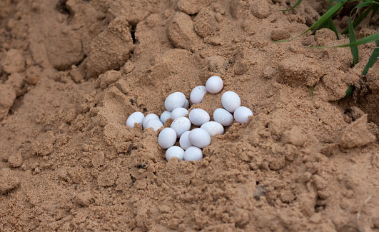 a pile of laid soft white lizard eggs in the sand top view.