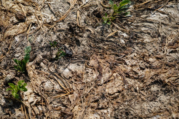 istock climate change lead to dryness 1412608937