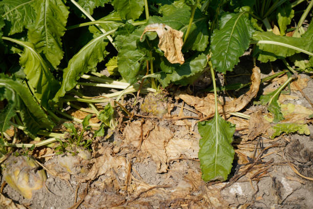 istock climate change lead to dryness 1412608954